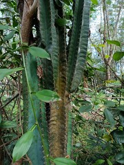 Cereus jamacaru, known as mandacaru or cardeiro, is a cactus native to central and eastern Brazil....