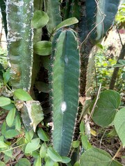 Cereus jamacaru, known as mandacaru or cardeiro, is a cactus native to central and eastern Brazil....