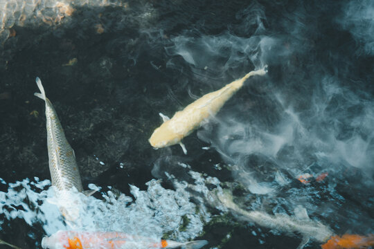 Beautiful koi carp fishes swimming in a freshwater aquarium tank in park, looking down