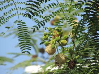 Pollen Of White Popinac : River tamarind Leucaena leucocephala, Lead tree or Wild Tamarind flower. 