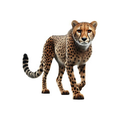 Full body Cheetah isolated on transparent or white background