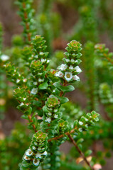 Sydney Australia, flowering stem of a baeckea imbricata or heath myrtle native to eastern Australia