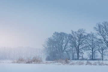 Obraz na płótnie Canvas Tree with high grass in winter snow strom. Czech landscape background