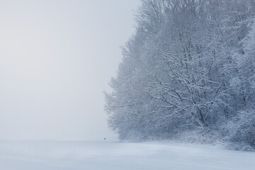 Silhouette of deer standing near forest in snow storm. Czech winter landscape, wildlife background