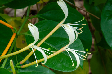 Sydney Australia, flowers of a japanese honeysuckle