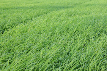 Pinrang, South Sulawesi Indonesia.
View of the residents' rice fields growing fertile.
February 1...