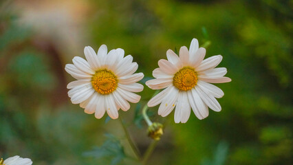 Obraz premium Flower daisy