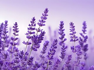 Naklejka premium lavender flowers in the garden