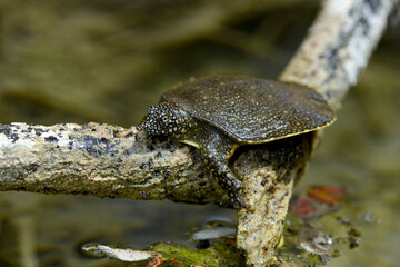 junge Nil-Weichschildkröte // juvenile African softshell turtle (Trionyx triunguis) - Dalyan, Türkei