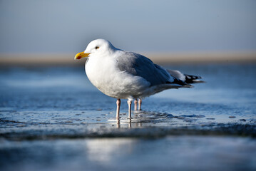 seagull on the beach