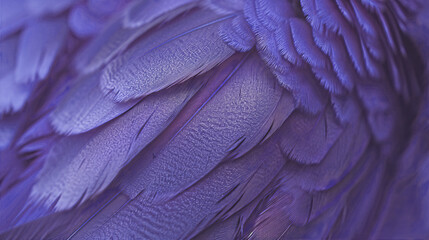 close up of blue feathers