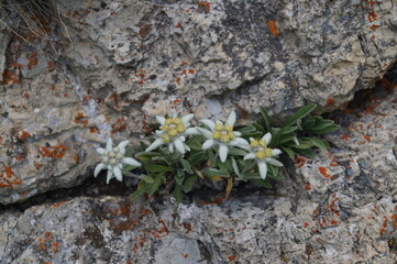 edelweiss