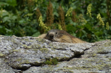 marmotte