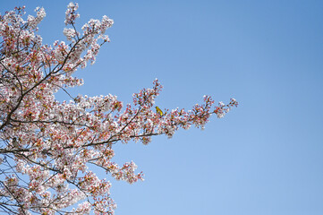 青い空の下、桜が咲き、小鳥が枝にとまる