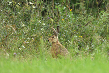 Hidden brown hare on the meadow near the forest wildlife