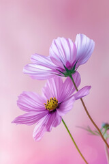 Purple Cosmos flower soft elegant vertical background, card template