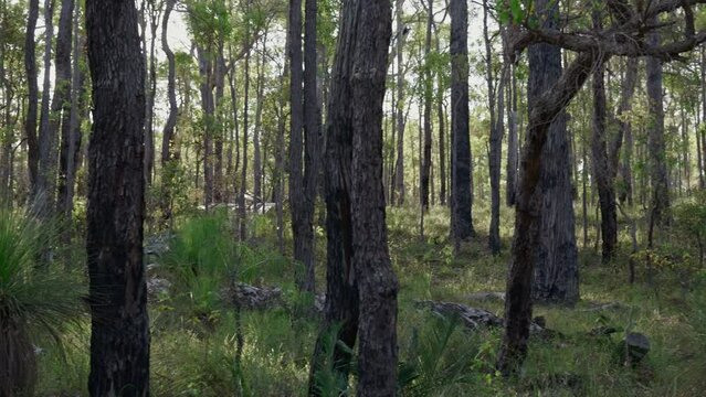 Pan across lush, green native Karri Forest in National Park, southwest of Western Australia. Backlit