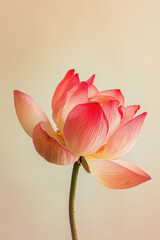 Obraz premium Red lotus flower soft elegant vertical background, card template