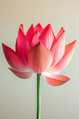 Red lotus flower soft elegant vertical background, card template