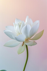 Fototapeta na wymiar White lotus flower soft elegant vertical background, card template