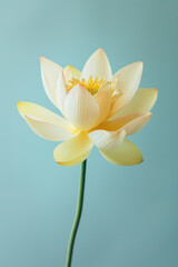 Naklejka premium Yellow lotus flower soft elegant vertical background, card template