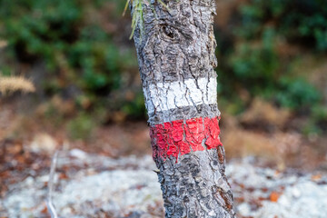 Red and white paint marks painted on the trunk of the tree, long distance path (GR) signs