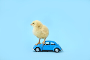 Car figure with cute little chick on blue background © Pixel-Shot