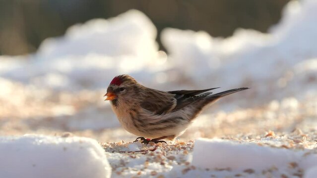 bird common redpoll on ground feeding sunny winter scene natural world norway