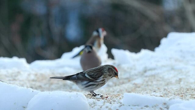 several bird common redpoll bullfinch goldfinch on ground feeding winter scene natural world norway