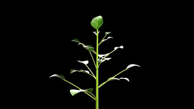 Blooming houseplant on a black background. 3D animation