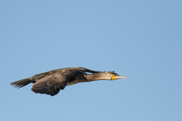 Cormorant in flight