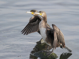 Cormorant spreading wings