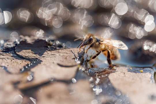 Pszczoła miodna pijąca wodę. Pszczółka na poidle. Woda dla owadów. Owad pijący wodę ze specjalnego poidła. Pszczoła miodna na keramzycie. 