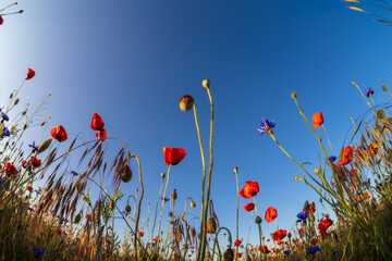Sky with clouds through the grass and poppy flowers.