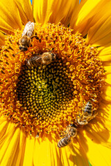 Kwiat, pszczoła, moty, macro foto.