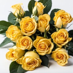 Yellow roses on white background, Conceptual image for love, dating, Valentine's Day, anniversary.