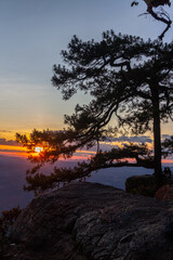 Silhouette of a pine tree on the top of a mountain during sunset