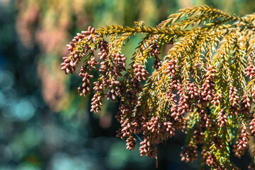 花粉を放つ前の杉の花