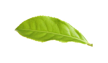 Fototapeta premium Fresh green tea leaf isolated on white