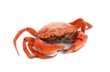 One delicious boiled crab isolated on white