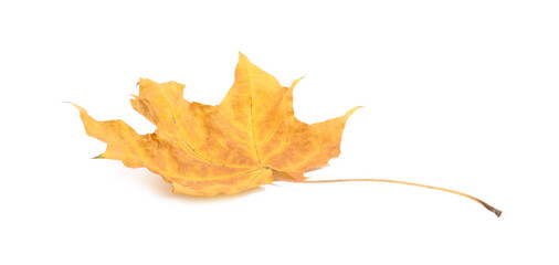 Autumn season. One maple leaf isolated on white
