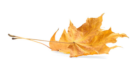 Autumn season. One maple leaf isolated on white