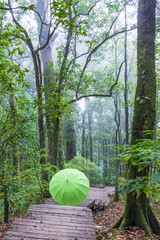 An umbrella on a boardwalk past a forest on a rainy day. - 708906544