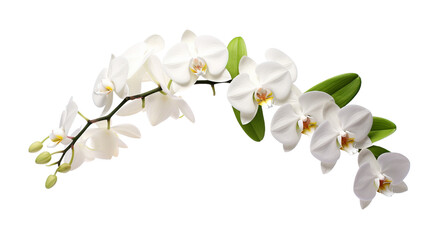 Orchid Plant Isolated on Transparent Background. Generative Ai