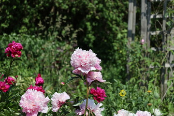 Fototapeta premium beautiful landscapes of the spring garden - flowers, greens