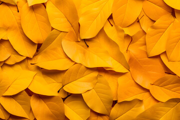 Background group autumn orange yellow leaves. Outdoor.