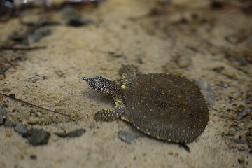 junge Nil-Weichschildkröte // juvenile African softshell turtle (Trionyx triunguis) - Dalyan, Türkei