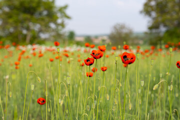 beautiful poppies on the meadow