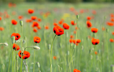 beautiful poppies on the meadow