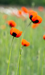 beautiful poppies on the meadow